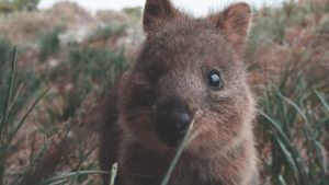 5 Things You Need to Know About Quokka- The Happiest Animal on Earth