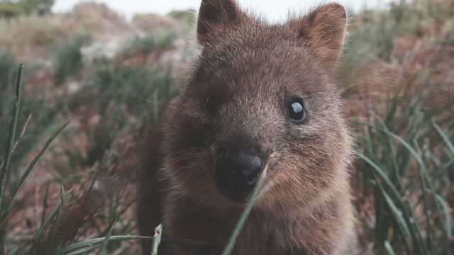 TrivialViral Quokka