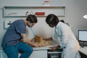 6 Tips to Keep Your Pets Healthy and Safe
