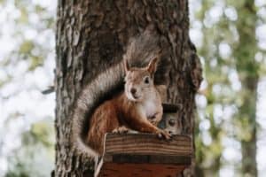 These Friendly Animals are Actually Wild Animals – You Won’t Believe It!