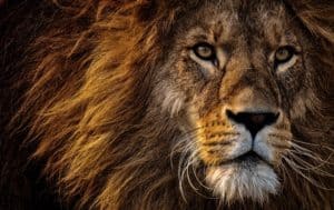 3 Toughest Animals on Earth