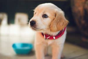 5 Best Pet Care Hacks