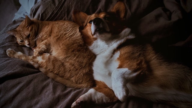 TriviaViral Cat and Dog