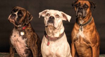 3 Old Movies About Heroic Animals