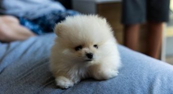 4 Best Dogs to Have as Apartment Pets