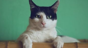 How Do You Keep Your Cat From Play-Biting?
