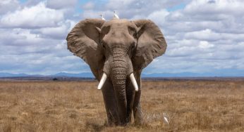 Top 5 Biggest Animals on the Earth