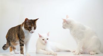 Things You Should Know About The Richest Cat in the World Movie