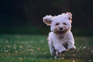 Recommendation Products For Your Dog