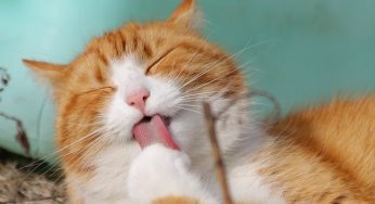 5 Rekomendasi Merek Makanan Kucing Terbaik
