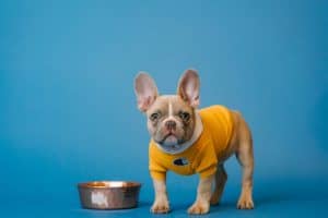 Top 5 Human Foods Your Dog Shouldn’t Eat