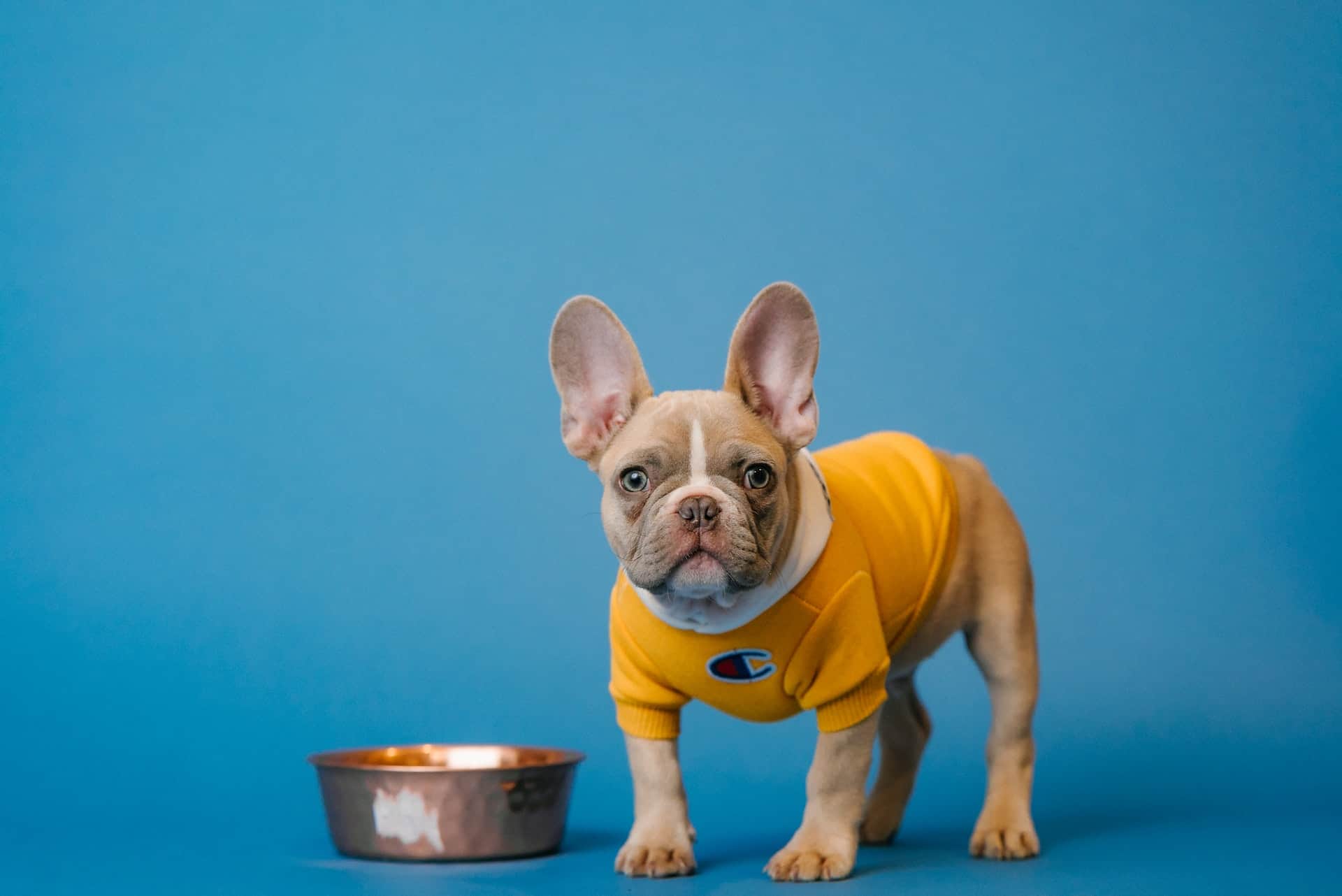 Top 5 Human Foods Your Dog Shouldn't Eat