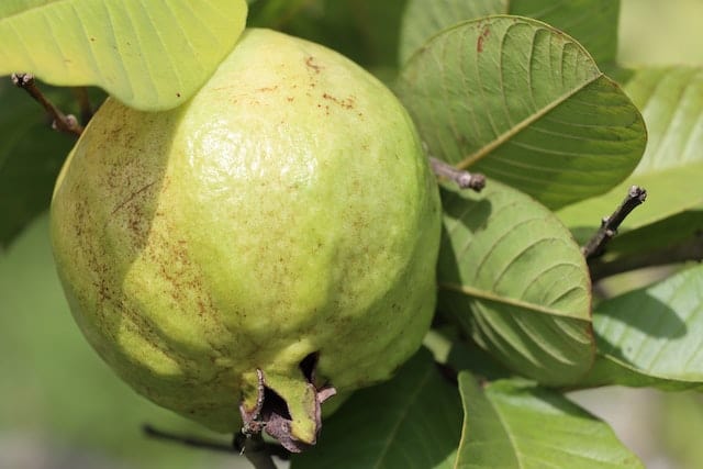 Health Benefits of Consuming Guava Fruits